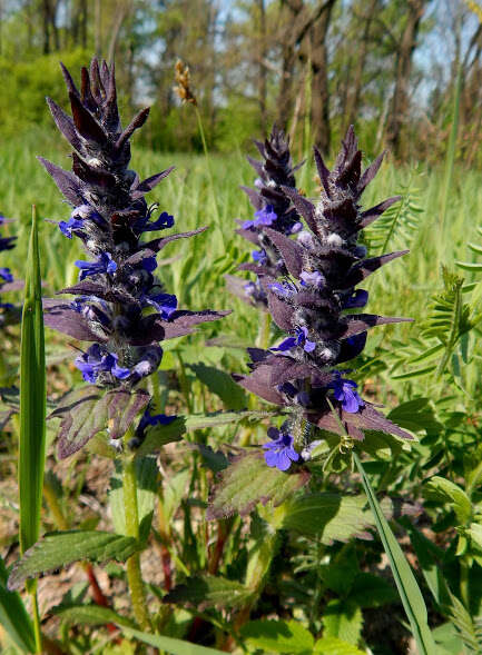 Image of Ajuga orientalis L.