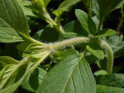 Image of downy pagoda-plant