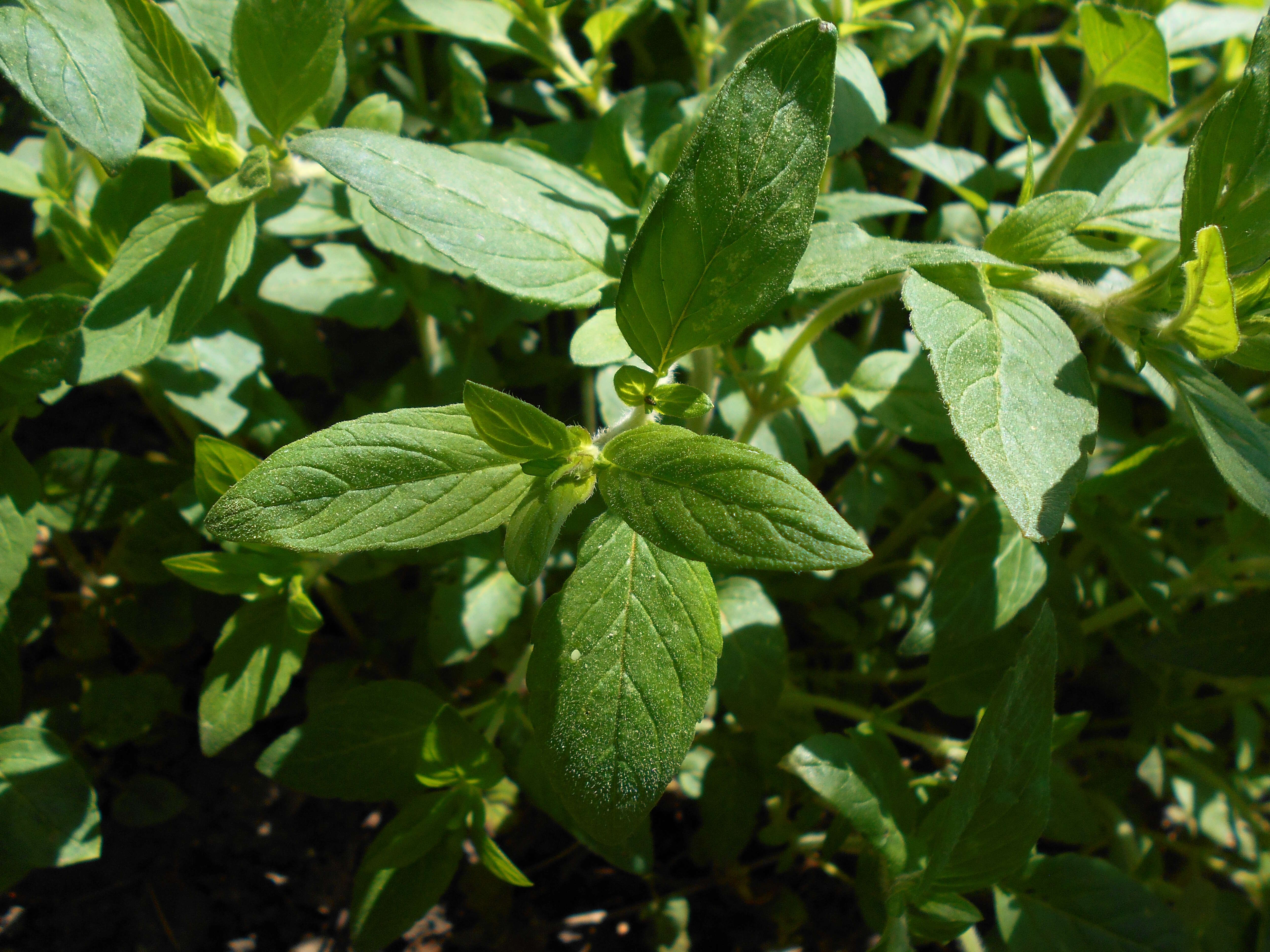 Image of downy pagoda-plant