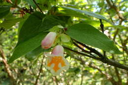 Imagem de Dipelta yunnanensis Franch.