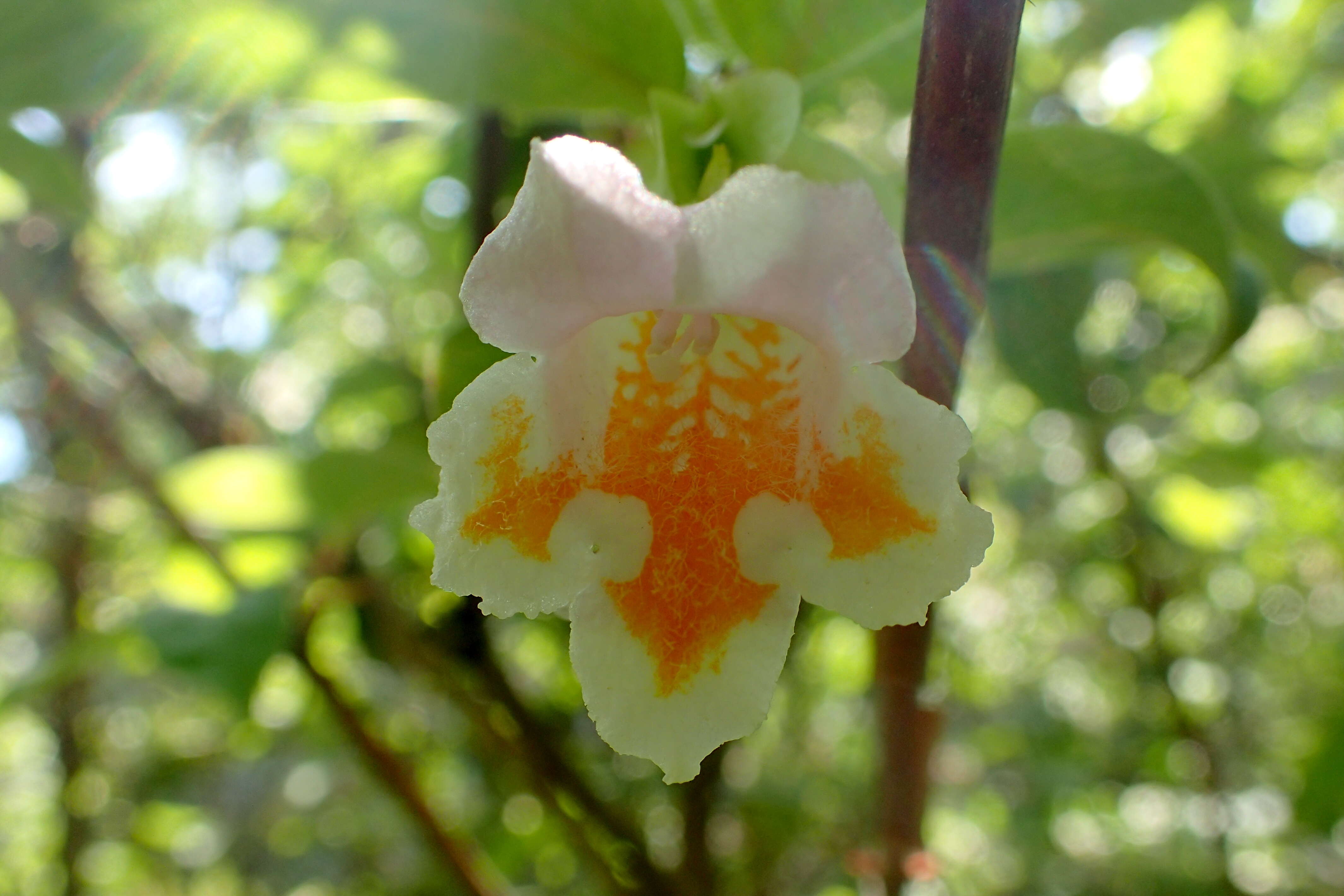 Imagem de Dipelta yunnanensis Franch.