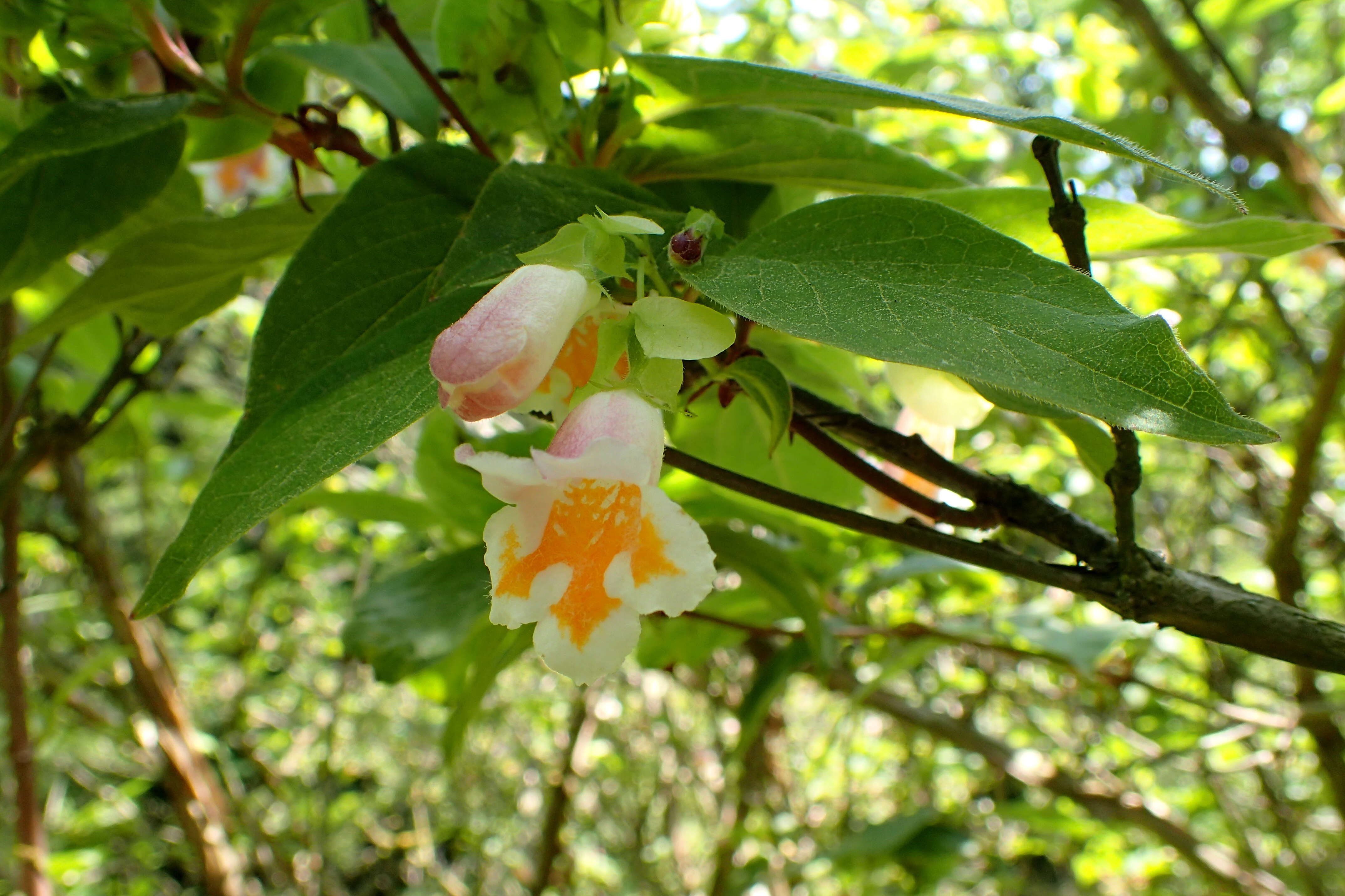 Imagem de Dipelta yunnanensis Franch.