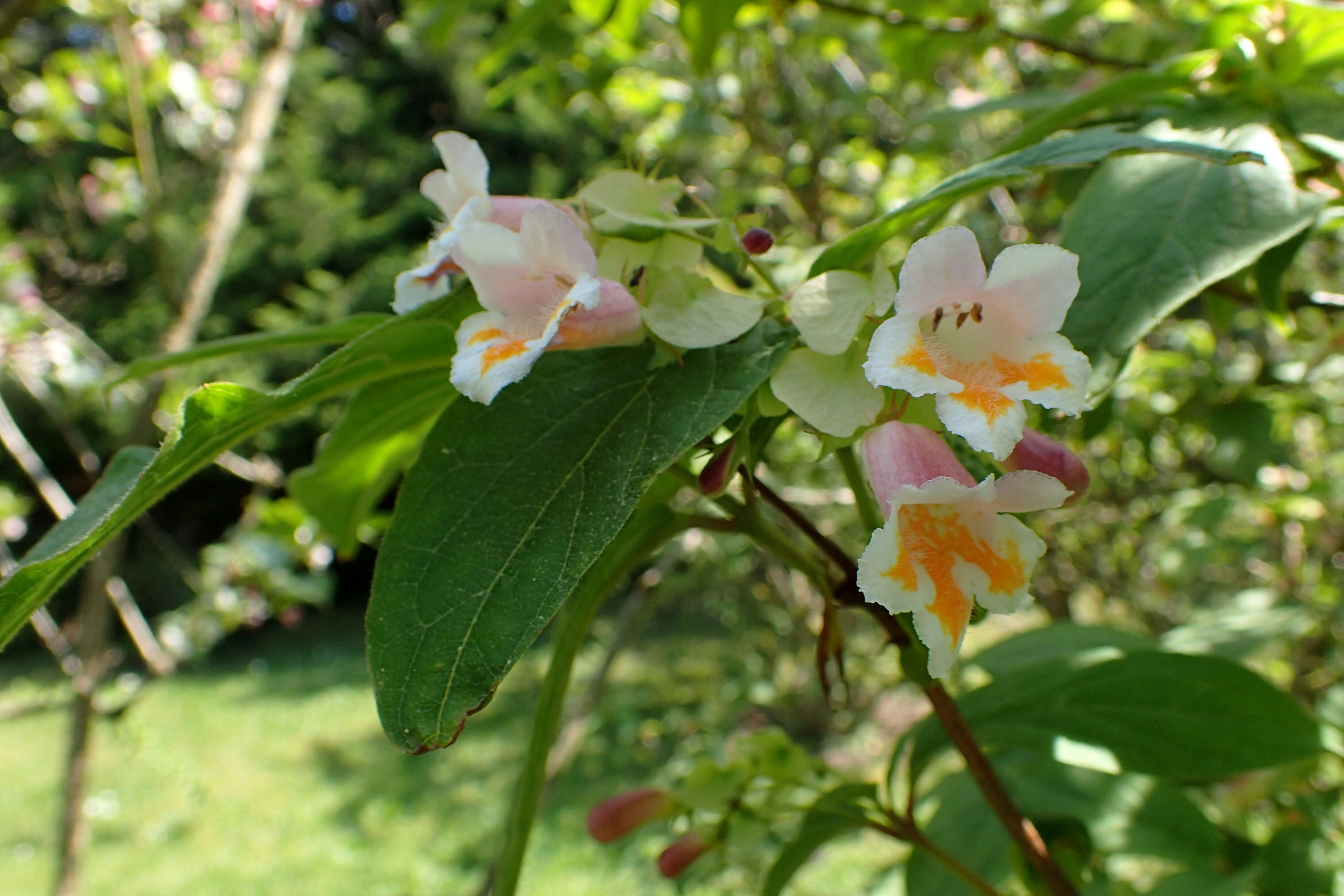 Imagem de Dipelta yunnanensis Franch.