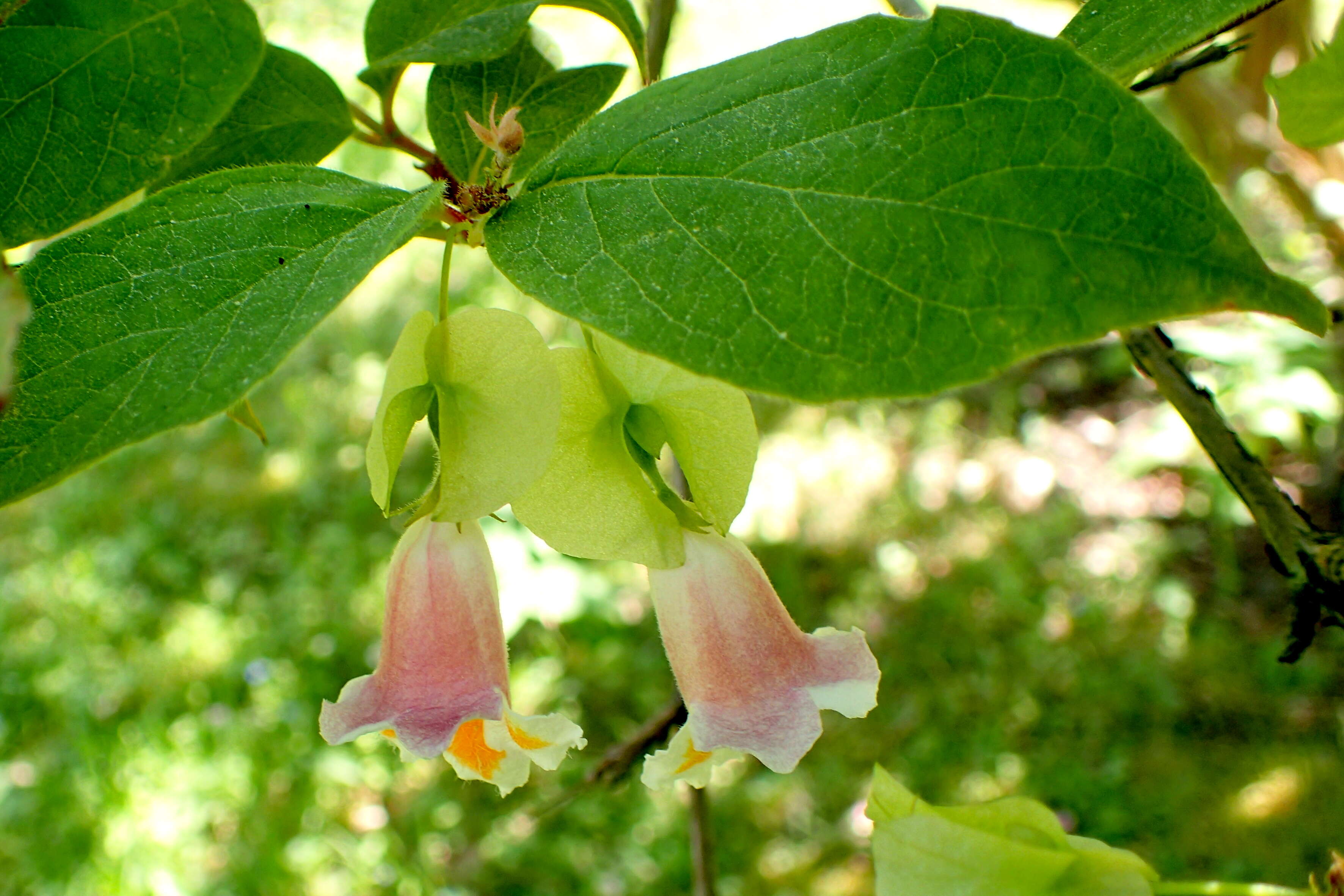 Imagem de Dipelta yunnanensis Franch.