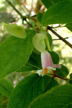 Imagem de Dipelta yunnanensis Franch.