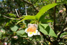 Imagem de Dipelta yunnanensis Franch.