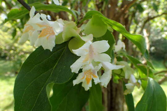 Image of Dipelta floribunda Maxim.