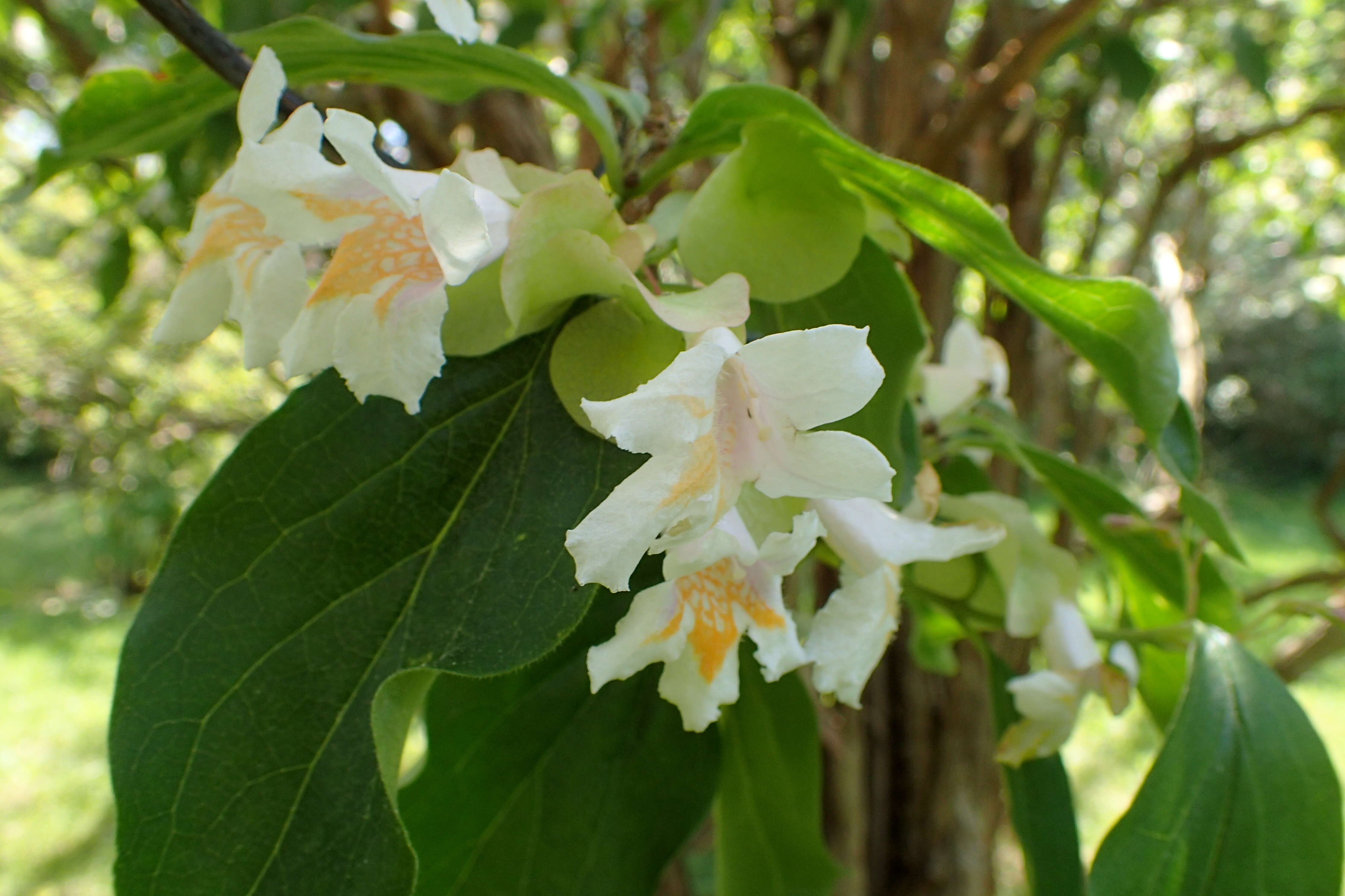 Imagem de Dipelta floribunda Maxim.