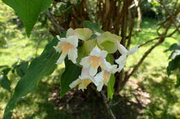 Imagem de Dipelta floribunda Maxim.