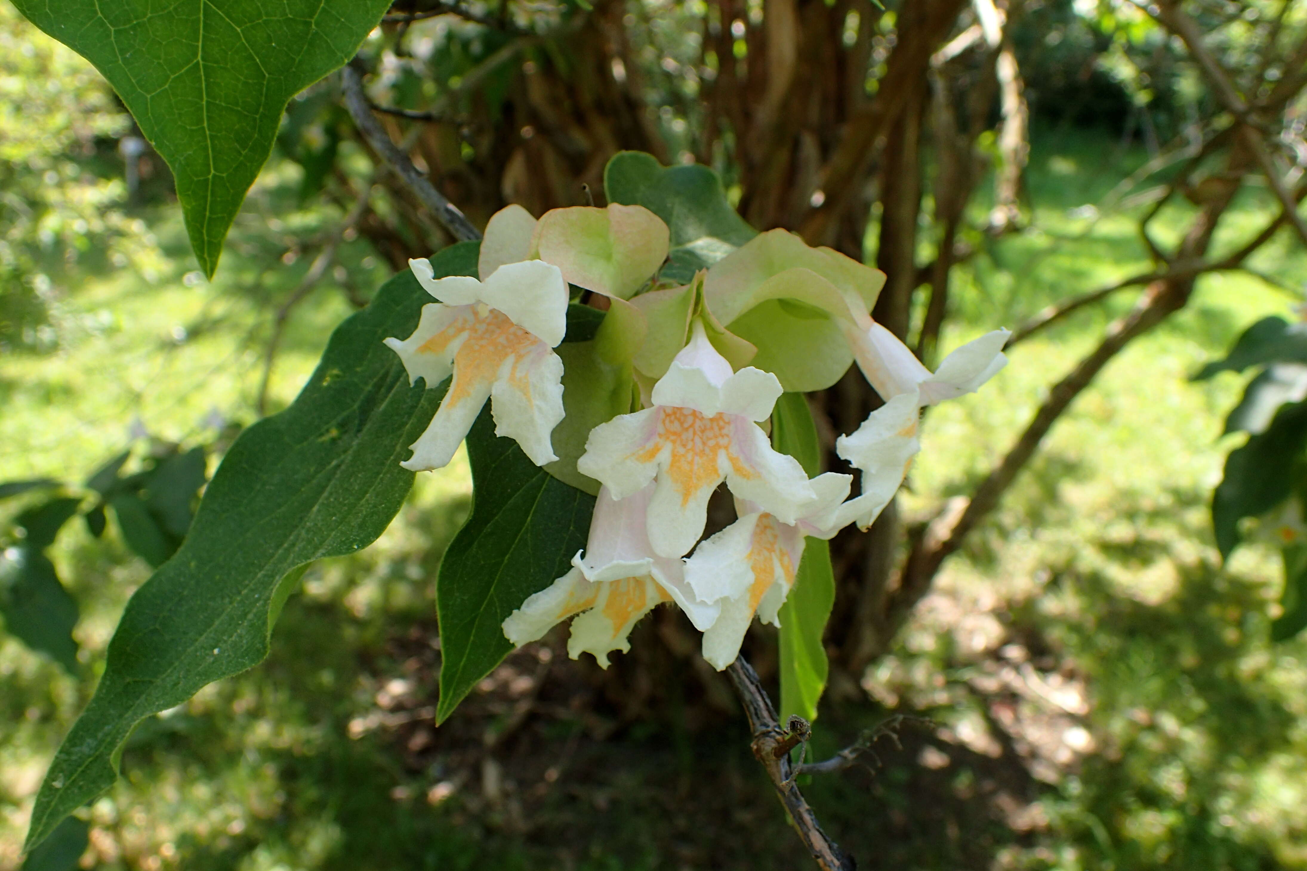 Image of Dipelta floribunda Maxim.