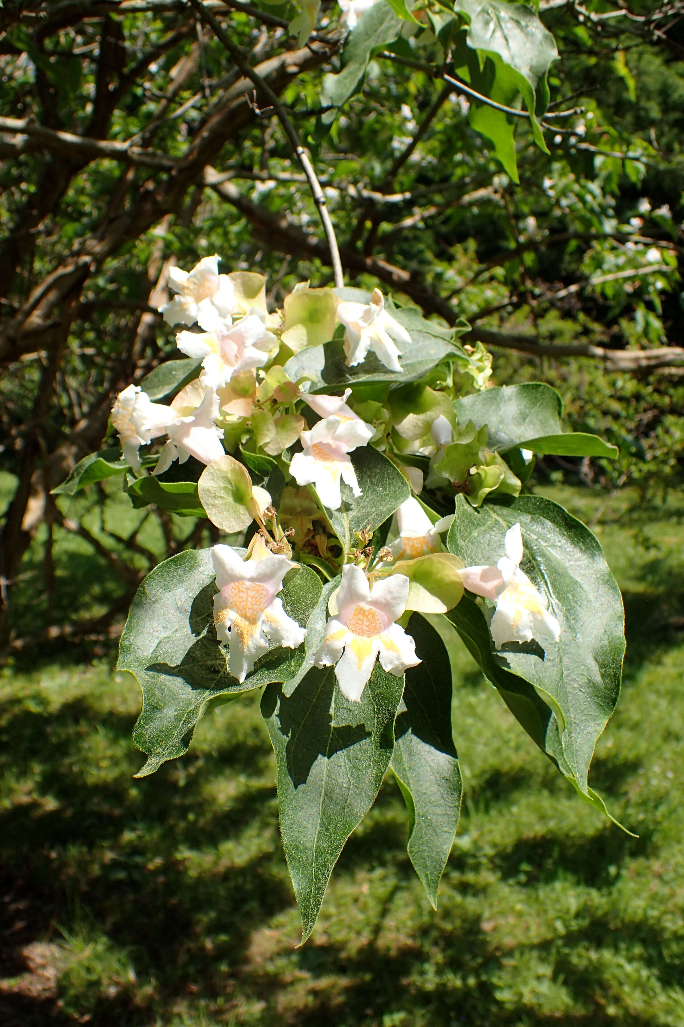 Imagem de Dipelta floribunda Maxim.