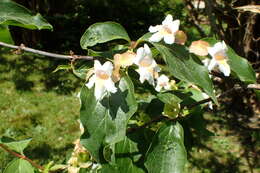 Imagem de Dipelta floribunda Maxim.