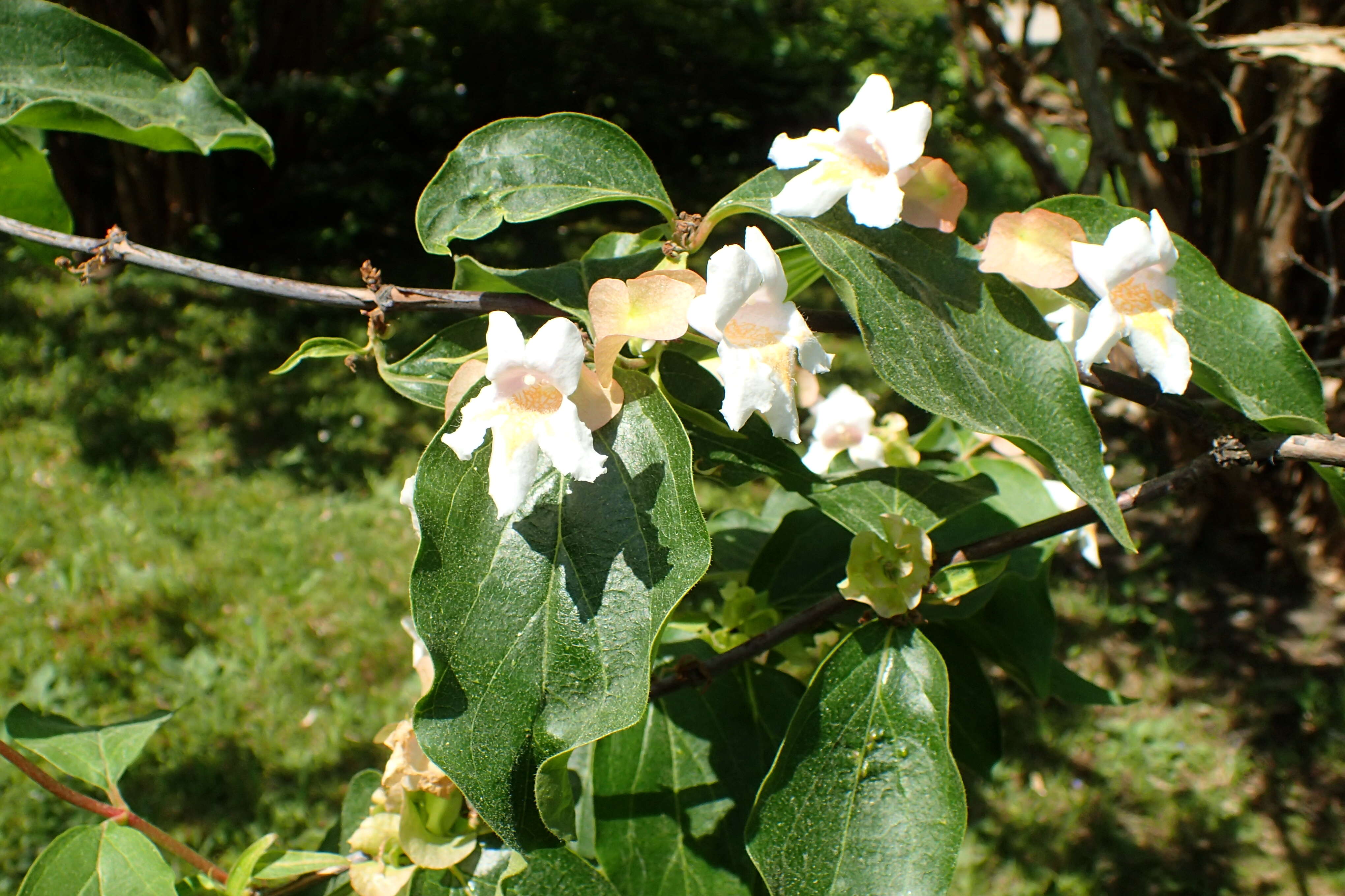 Image of Dipelta floribunda Maxim.