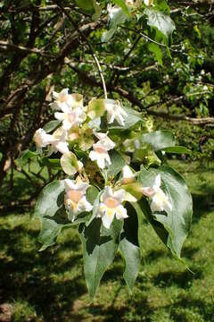 Image of Dipelta floribunda Maxim.