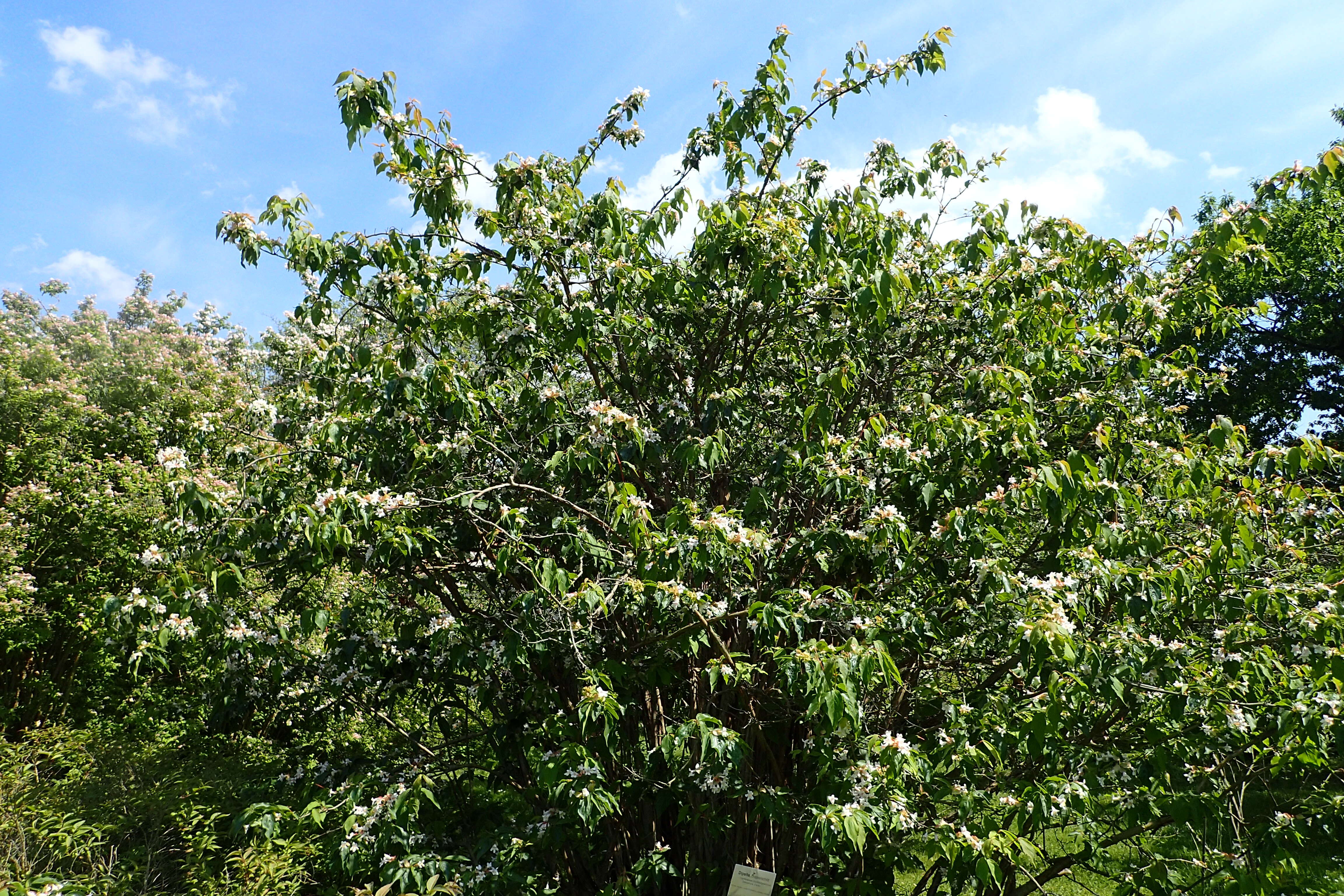 Image of Dipelta floribunda Maxim.