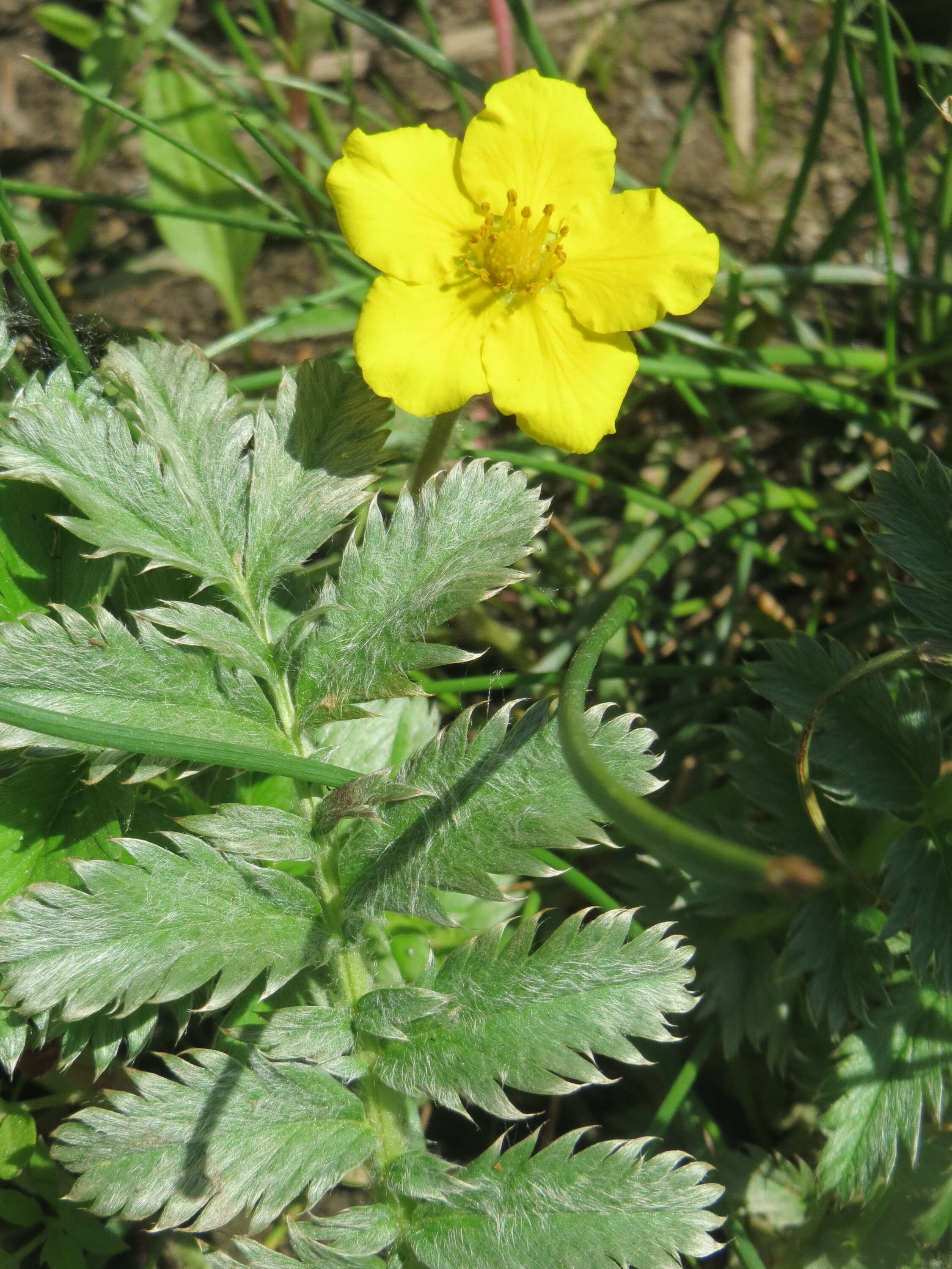 Image of silverweed cinquefoil