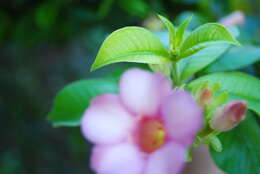 Image of purple allamanda