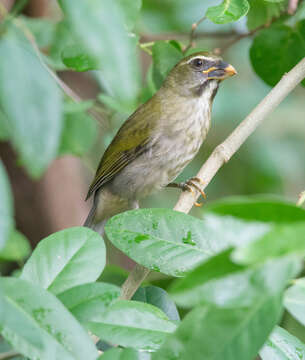 Image of Lesser Antillean Saltator