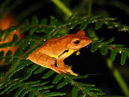 Image of Double-spotted Red-webbed Tree Frog