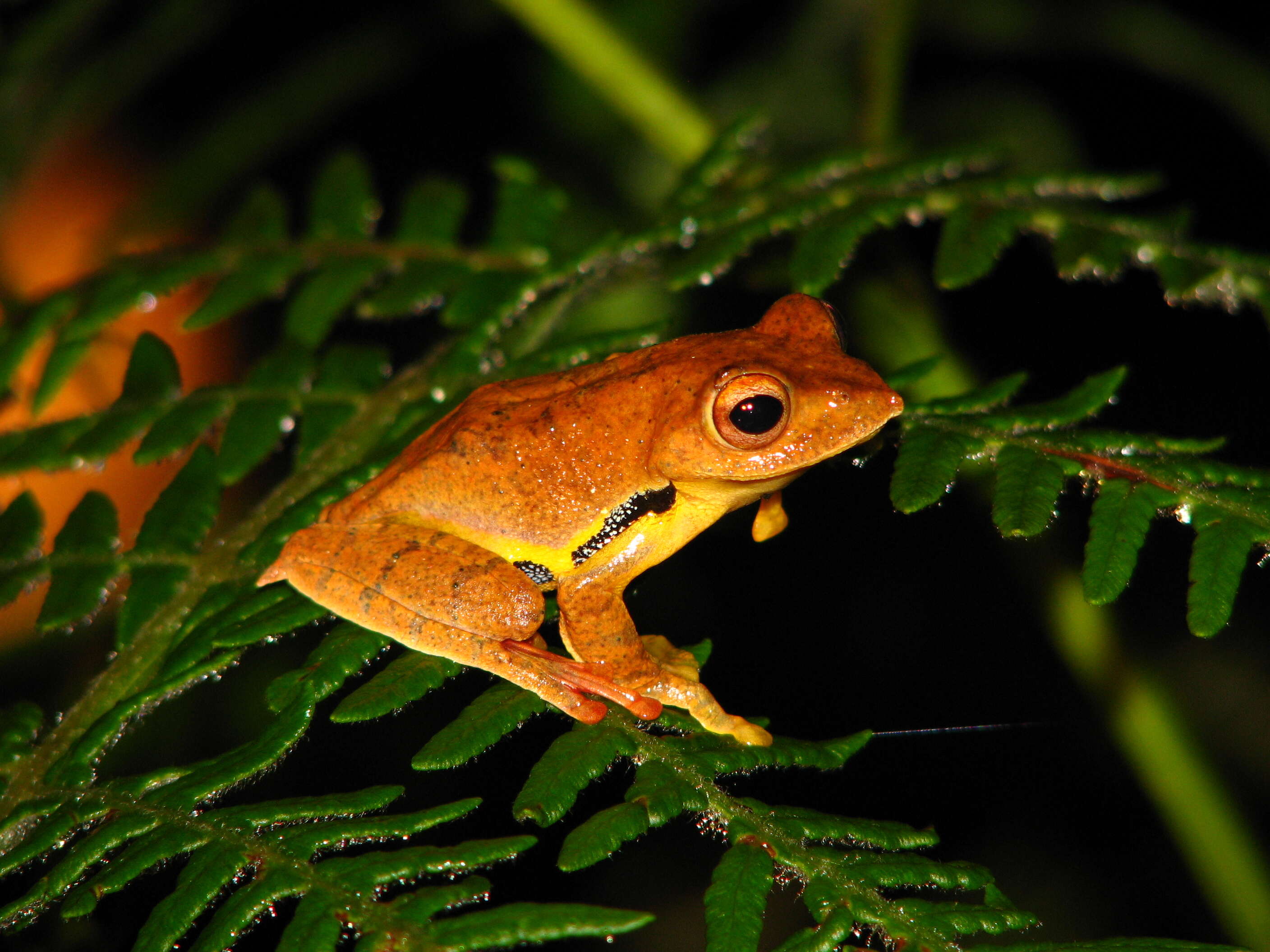 Sivun Rhacophorus bipunctatus Ahl 1927 kuva