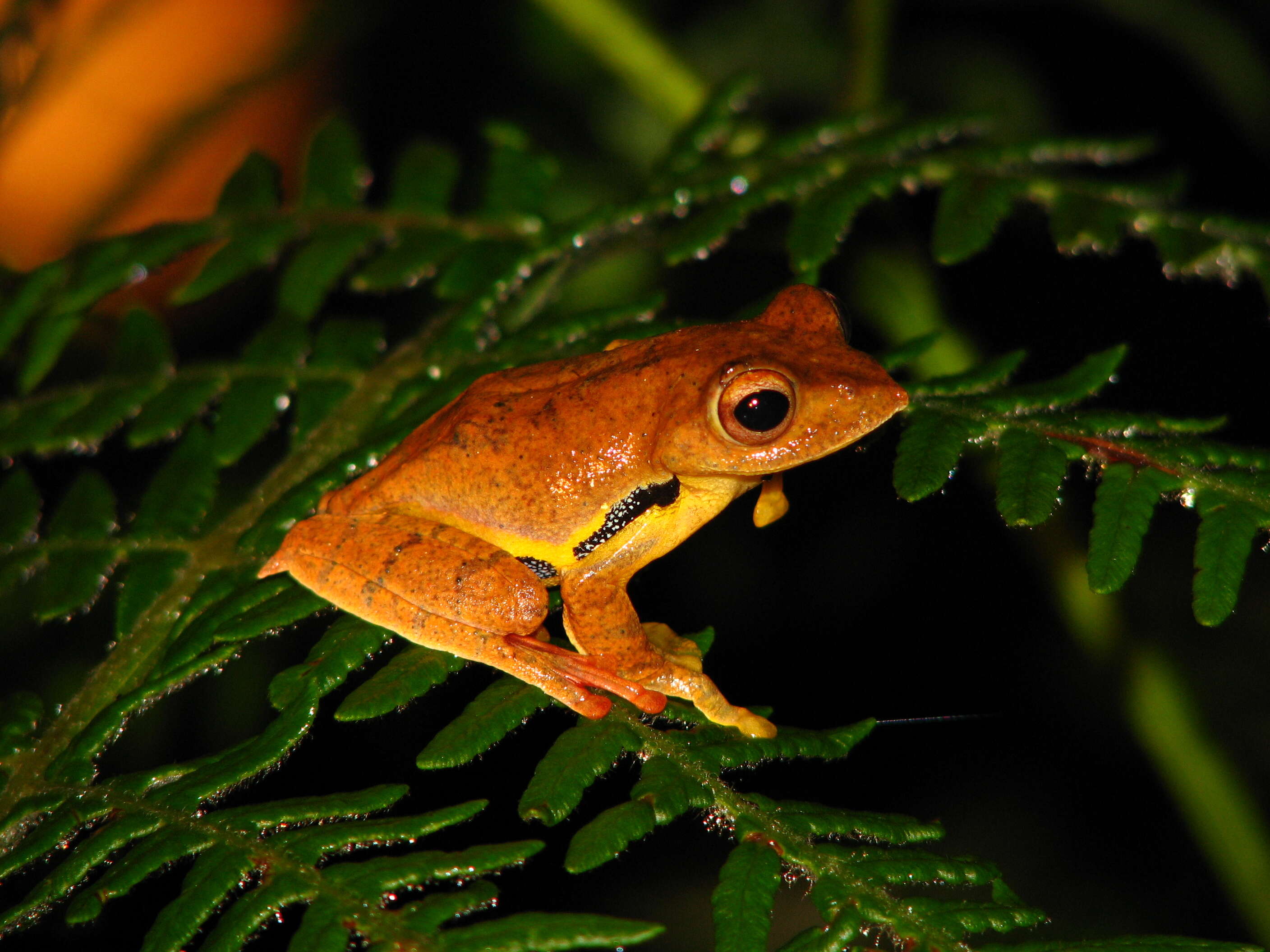 Image of Double-spotted Red-webbed Tree Frog