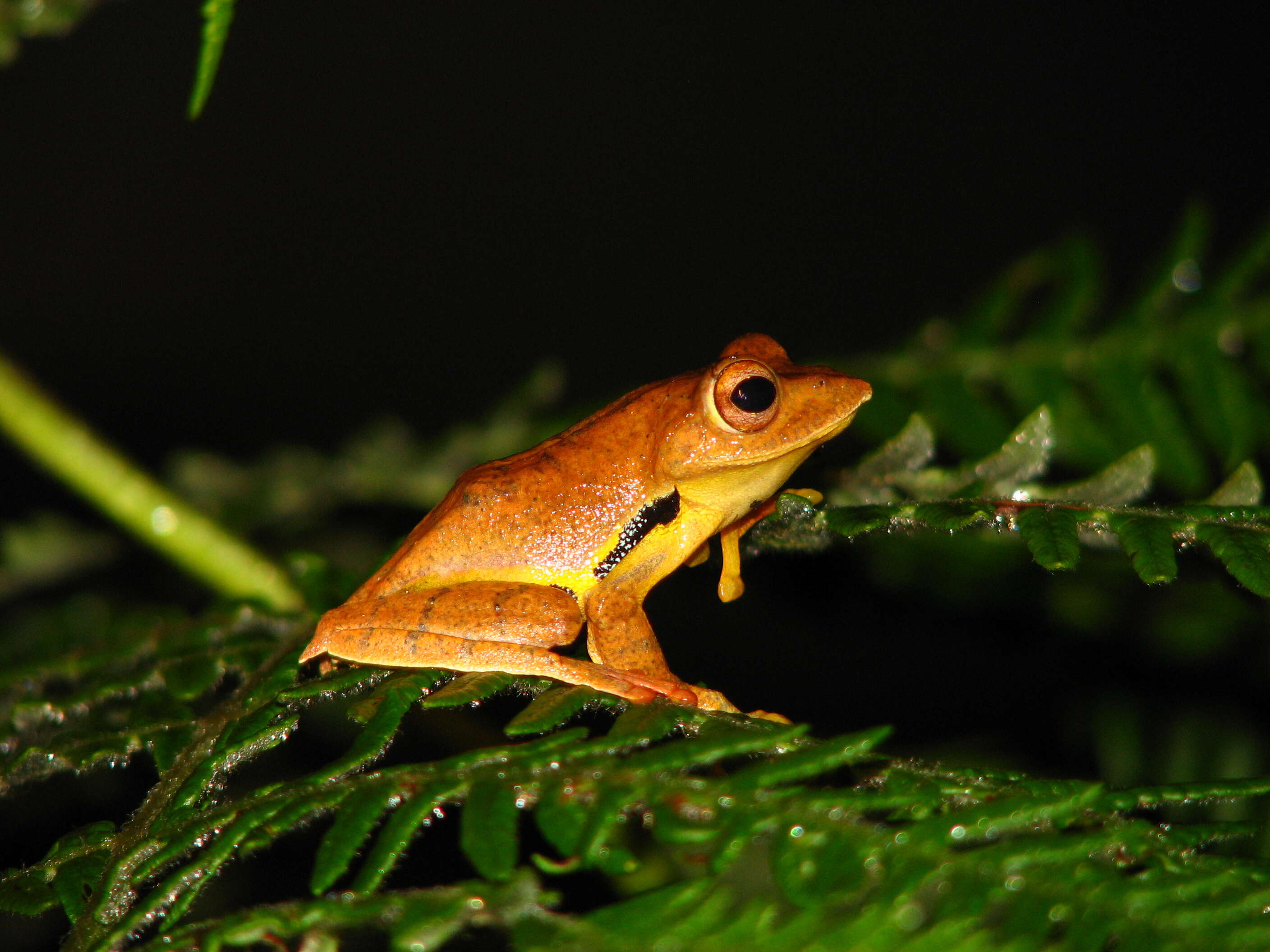 Sivun Rhacophorus bipunctatus Ahl 1927 kuva