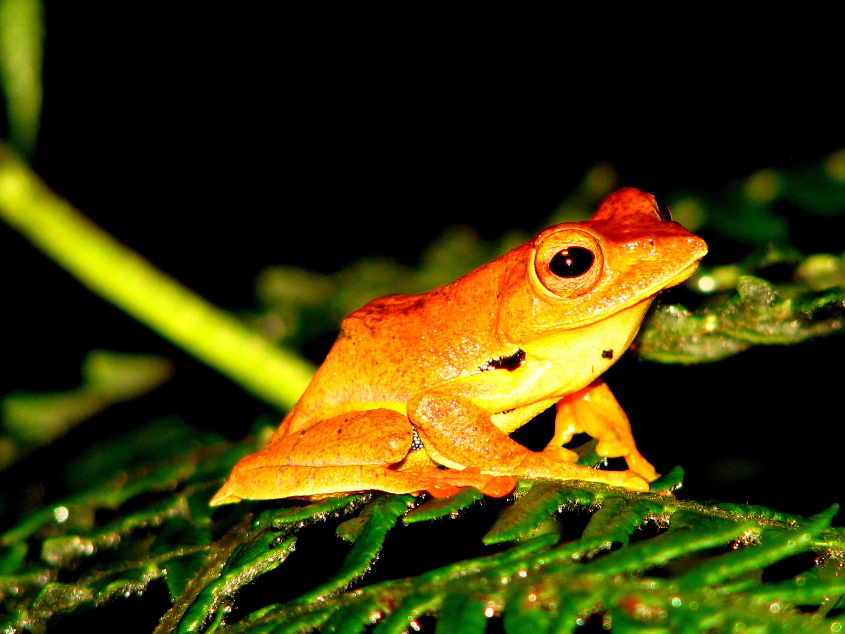 Image of Double-spotted Red-webbed Tree Frog