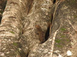 Image of Tokay Gecko