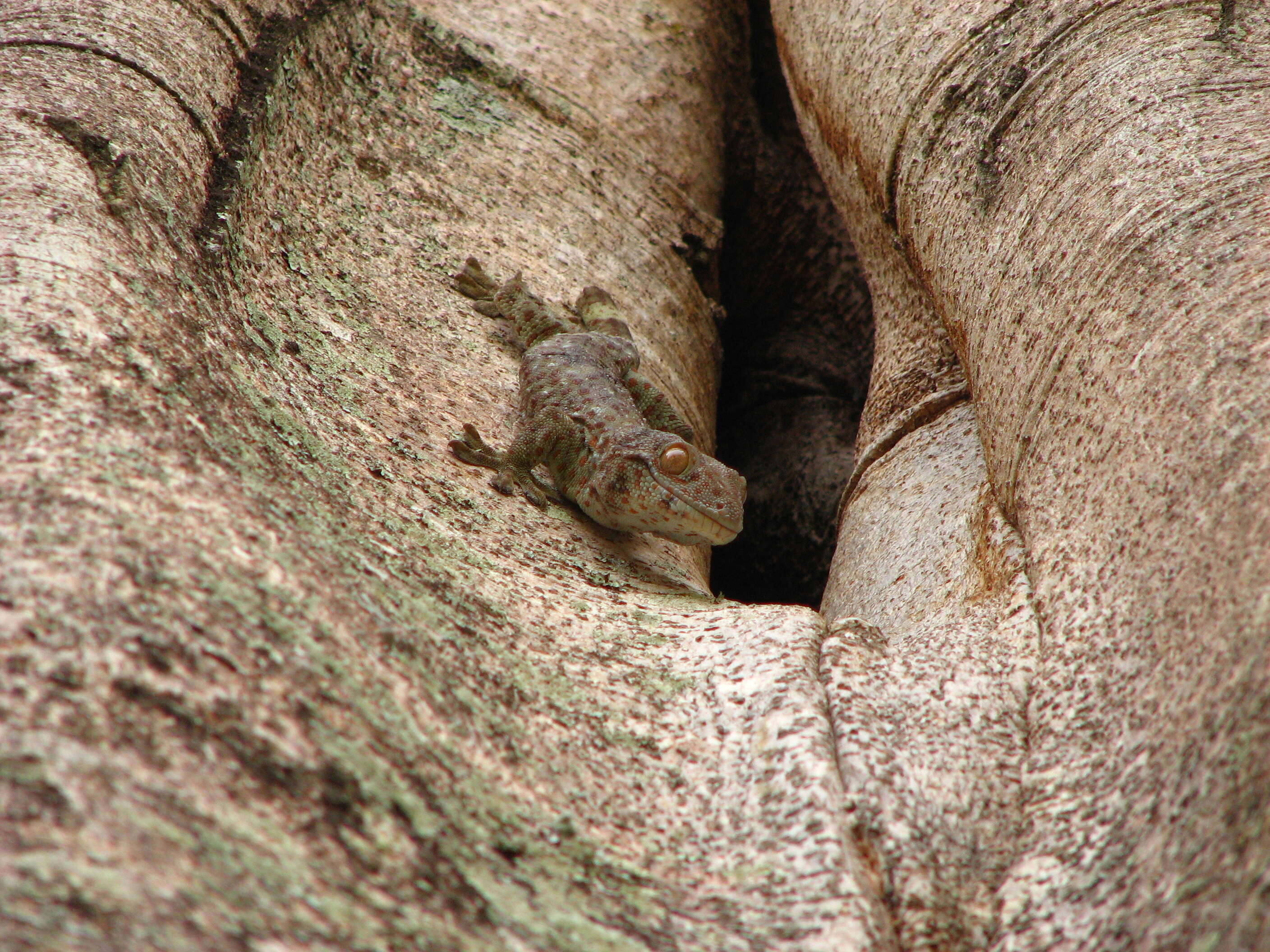 صورة Gekko gecko (Linnaeus 1758)