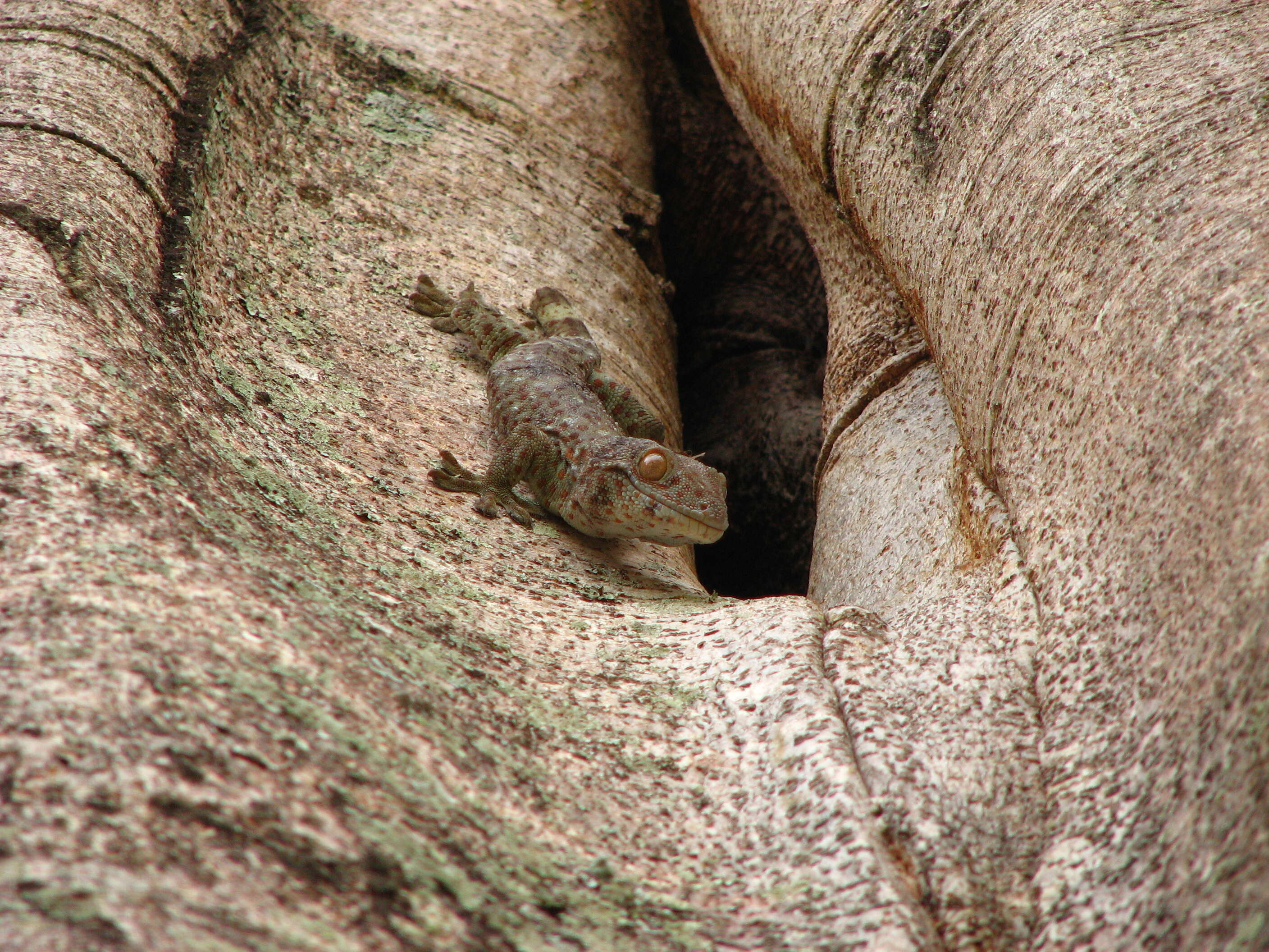 صورة Gekko gecko (Linnaeus 1758)