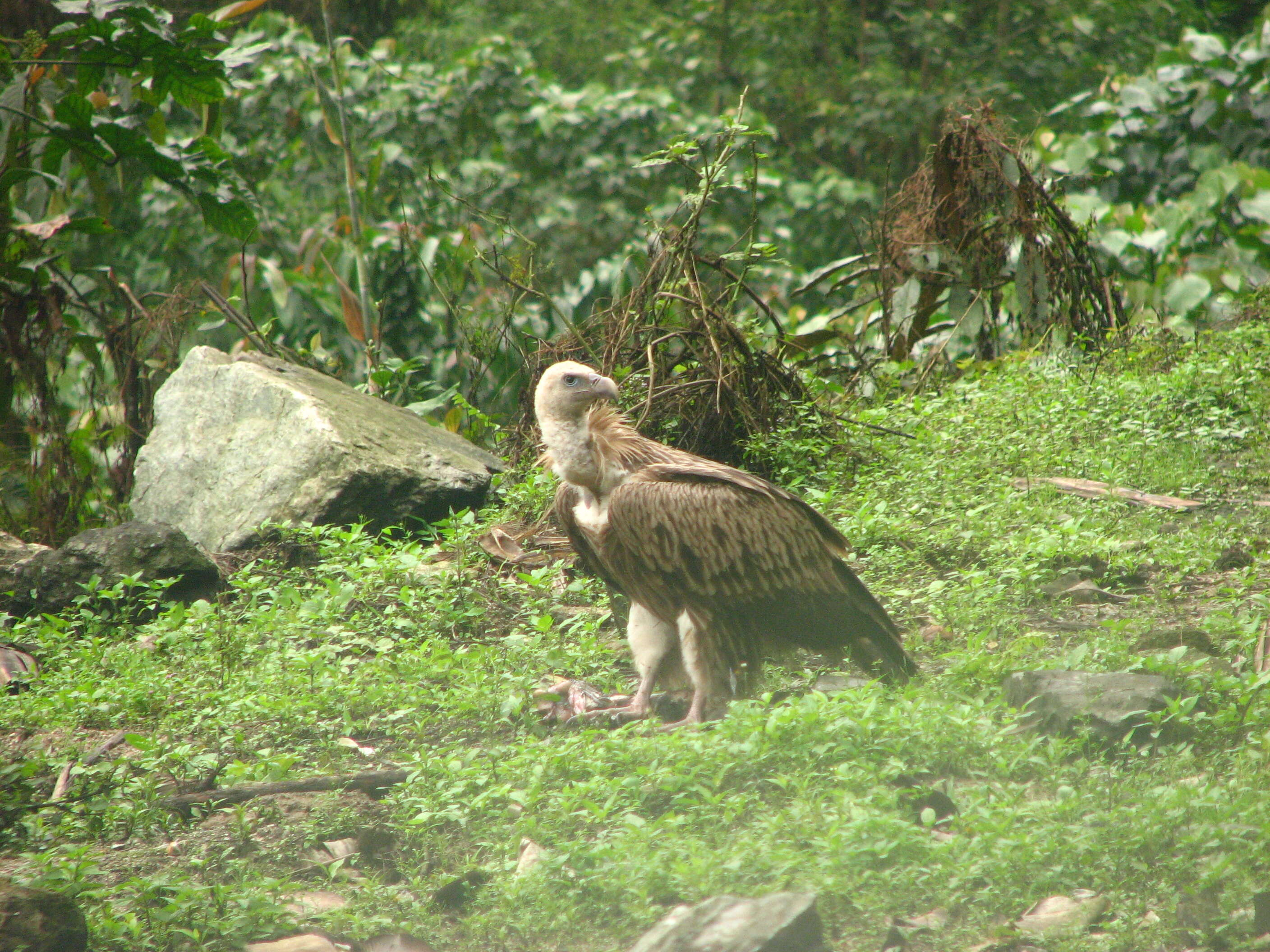 Слика од Gyps himalayensis Hume 1869