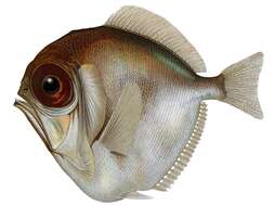 Image of Discfish