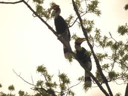 Image of Great Indian Hornbill