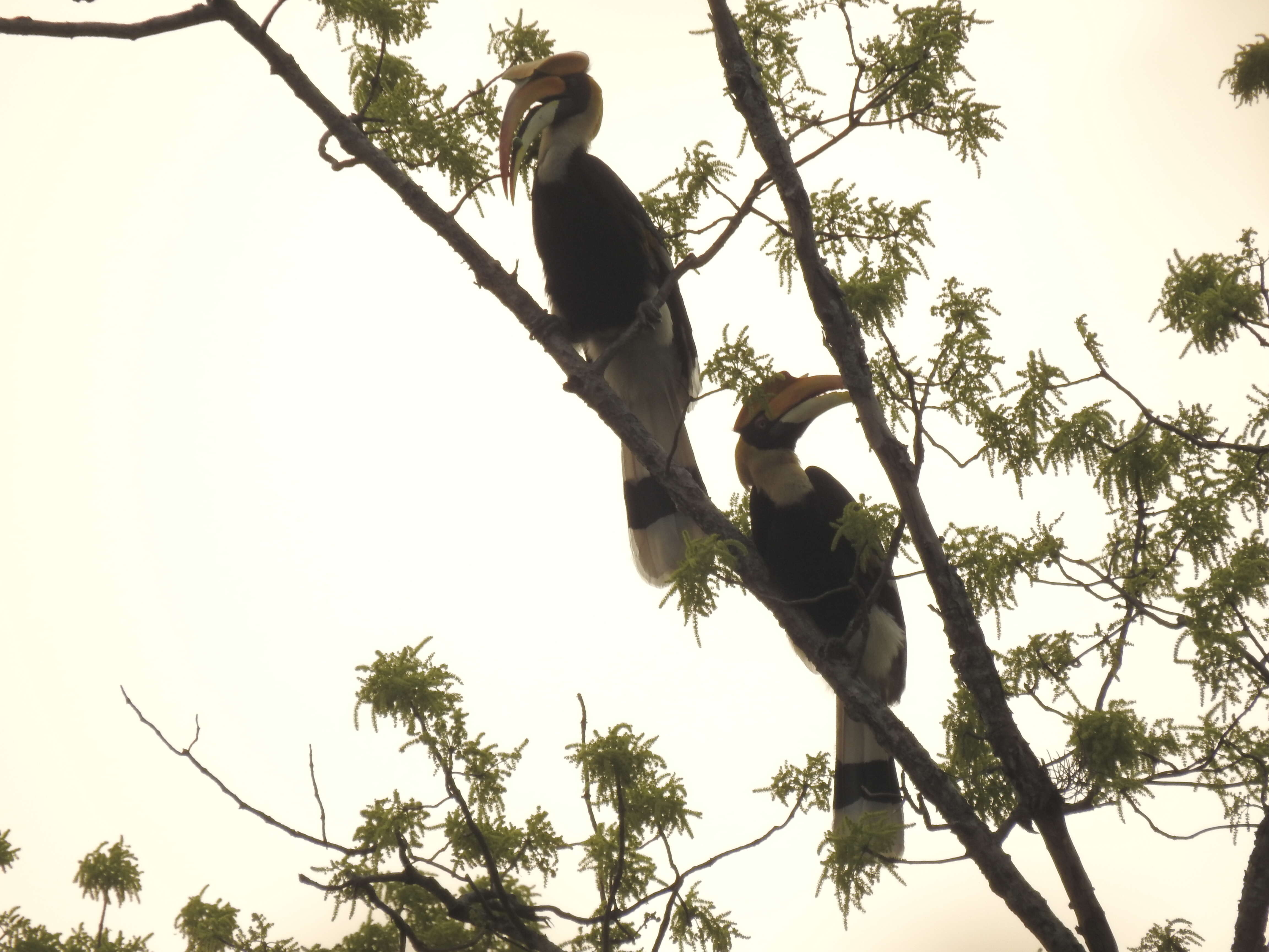 Image of Great Indian Hornbill