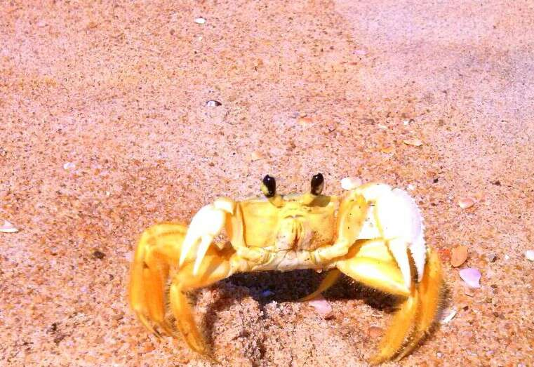 Image of Atlantic Ghost Crab