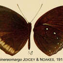 Image of Elymnias papua Wallace 1869