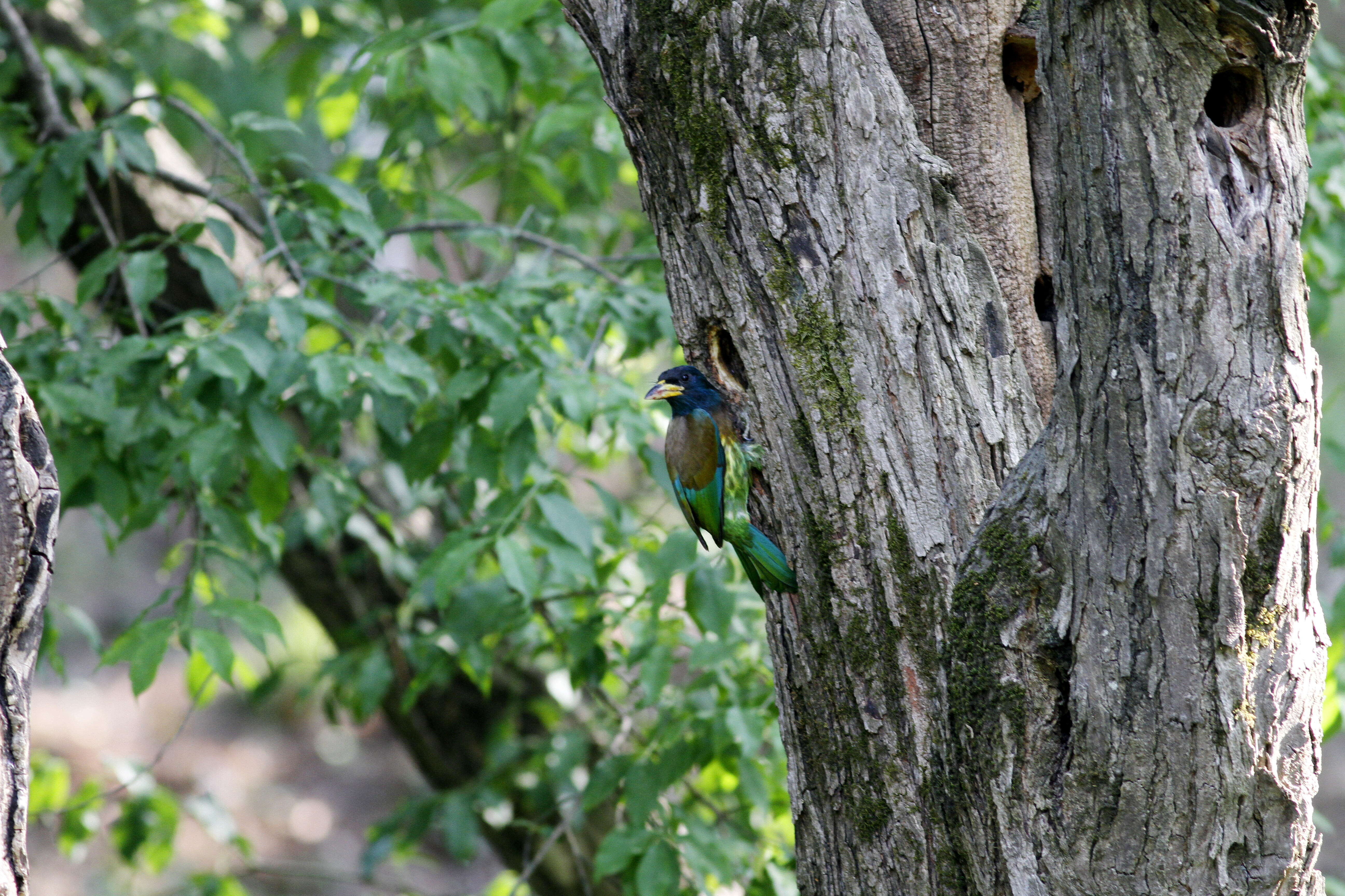 Image of Great Barbet