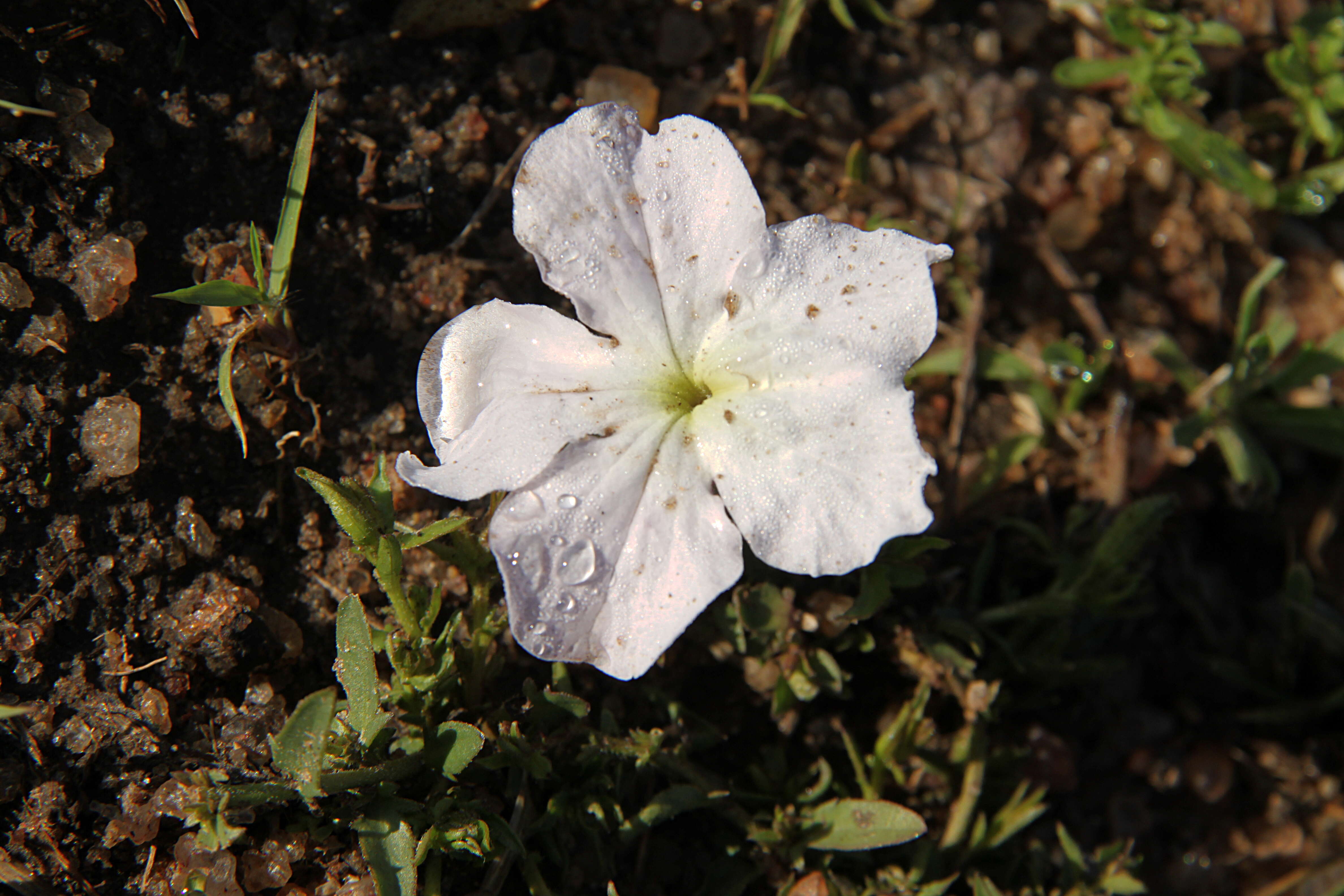 Image of Vlei ink-flower