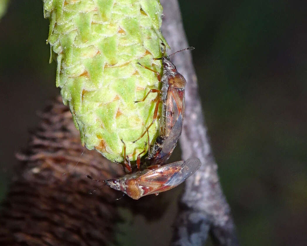 Image of Birch Catkin Bug