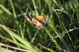 Coenonympha arcania Linnaeus 1761的圖片