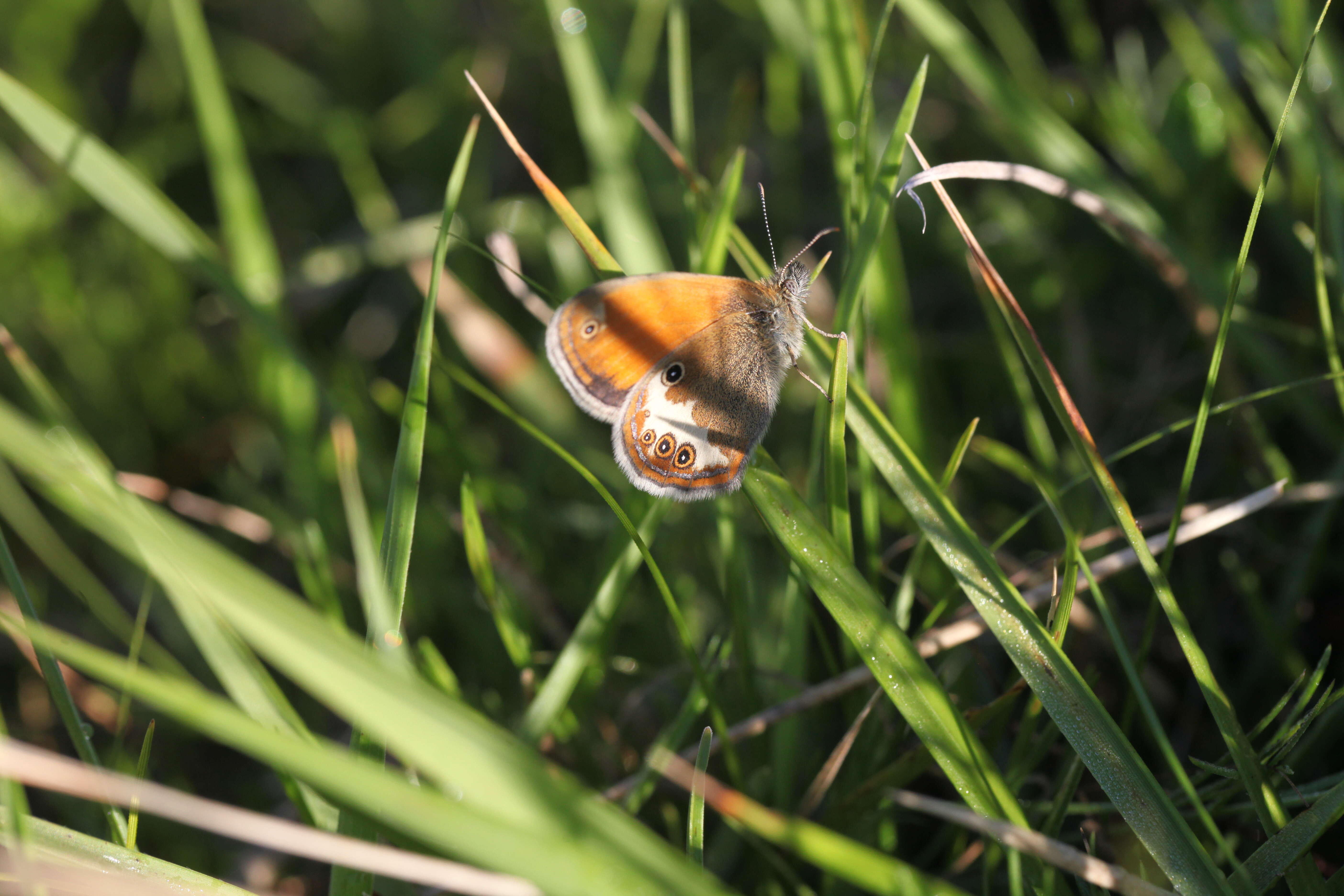 Coenonympha arcania Linnaeus 1761的圖片