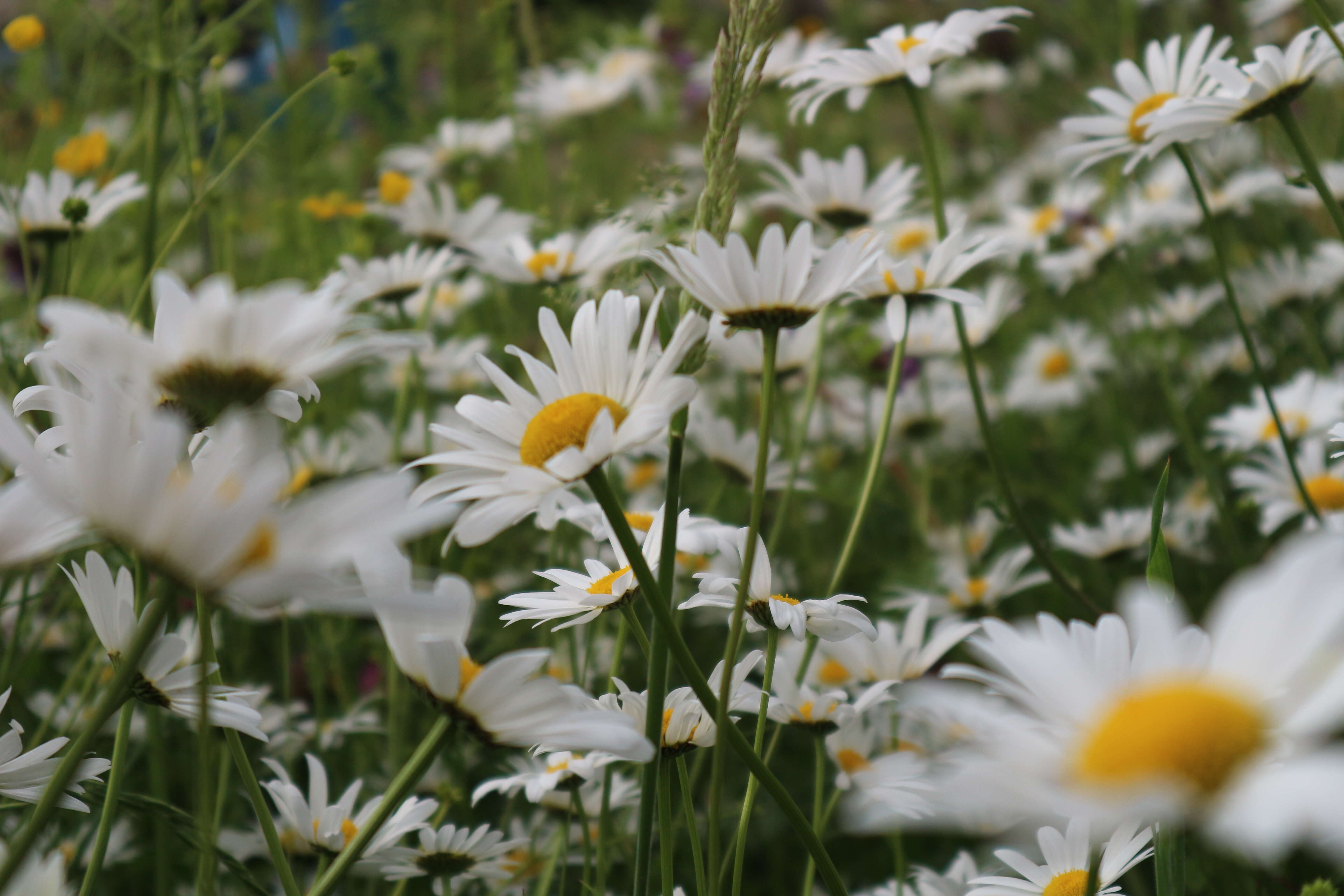 Image of Oxeye Daisy