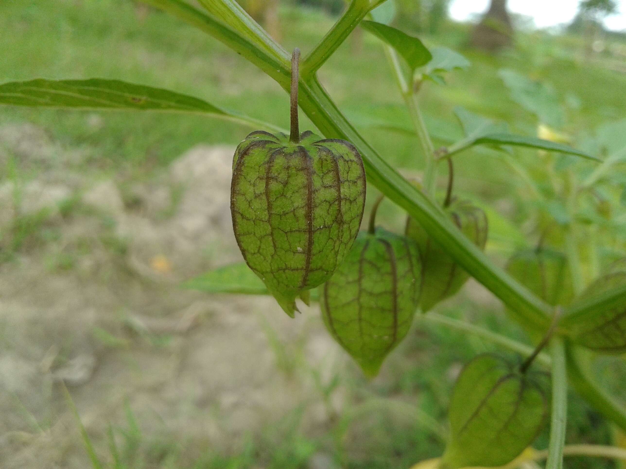 Image of groundcherry