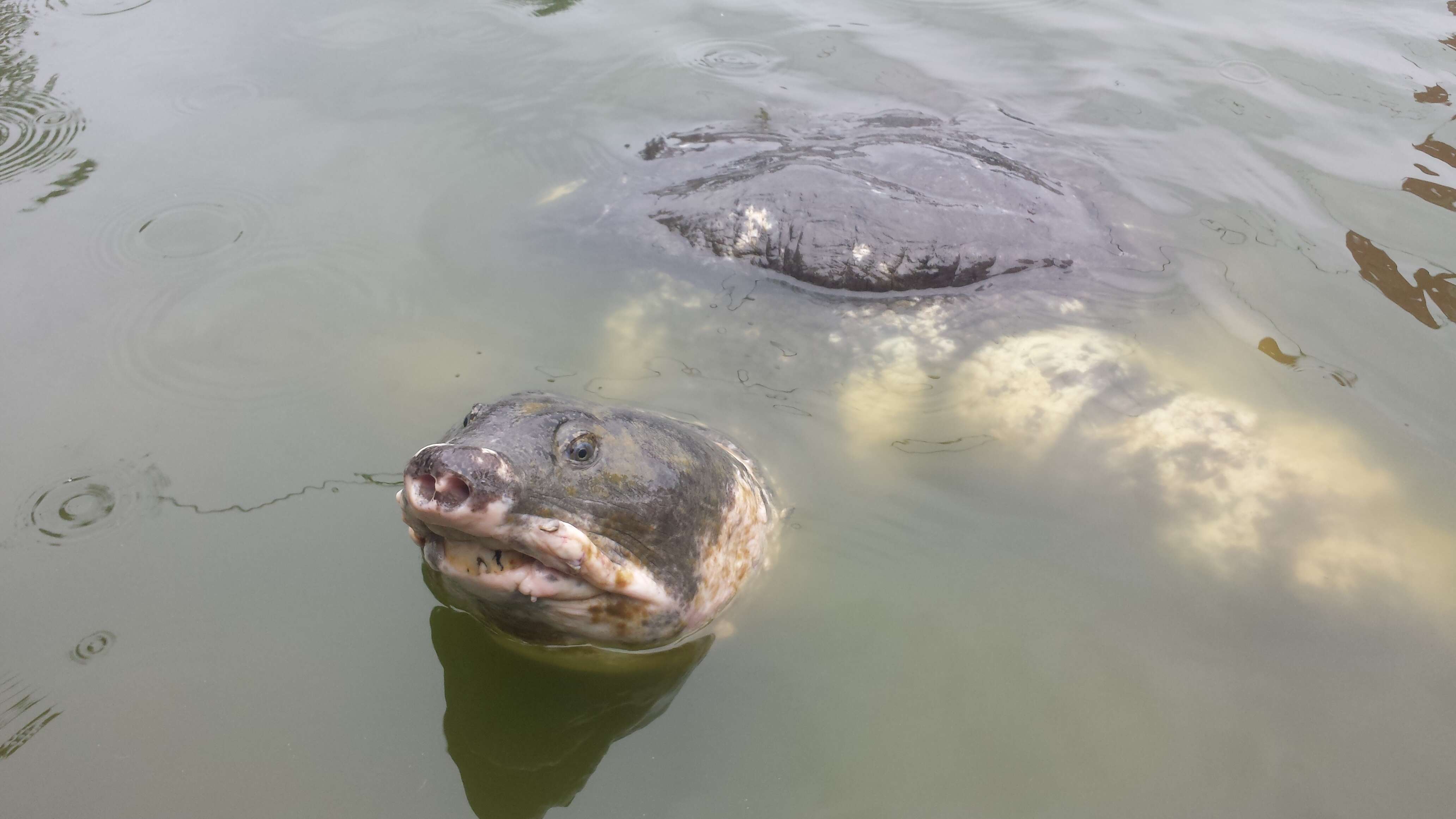 Image of Black soft-shell turtle