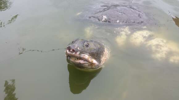 Image of Black soft-shell turtle