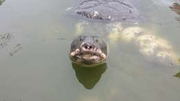 Image of Black soft-shell turtle