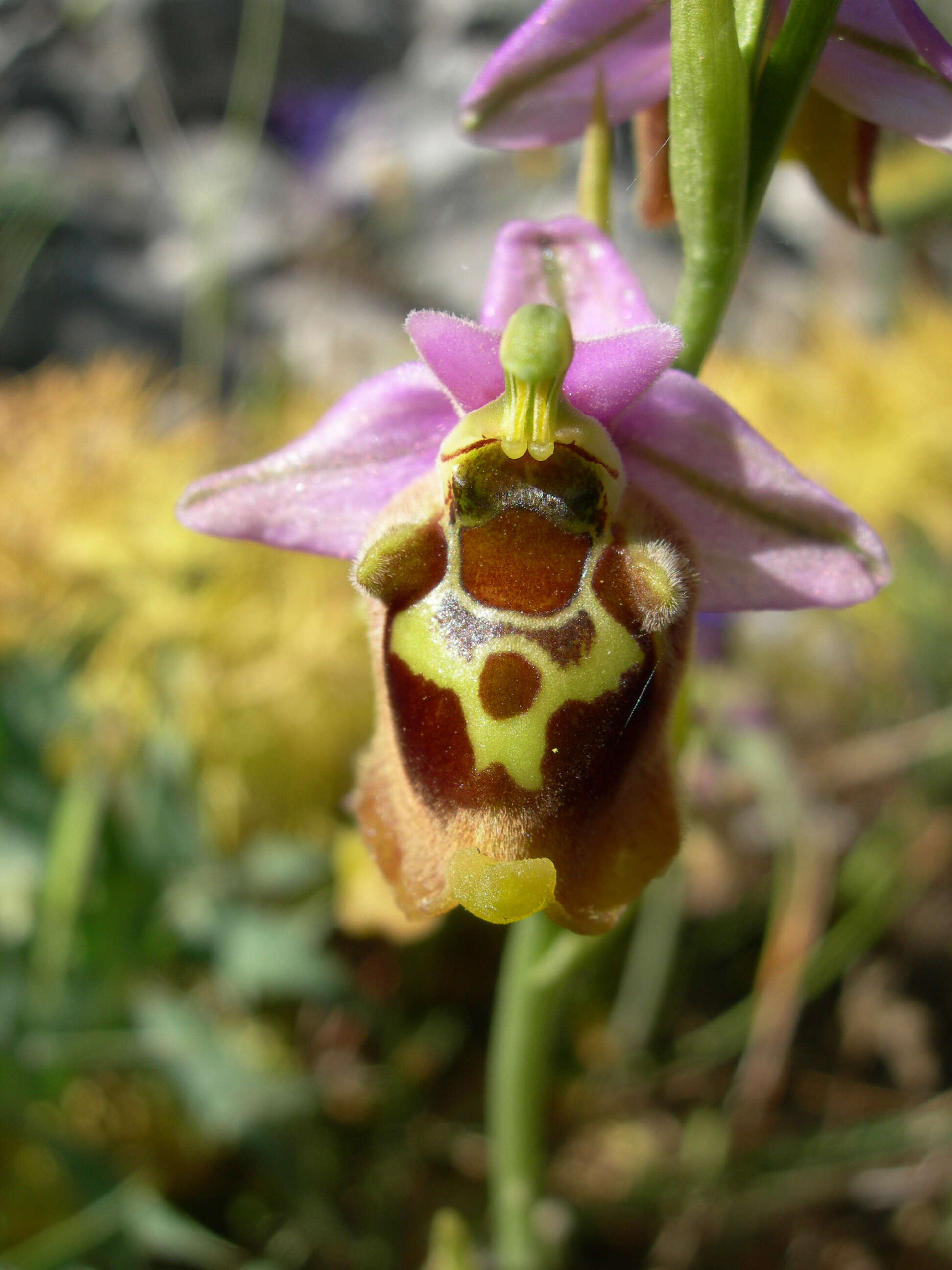 Image of late spider-orchid