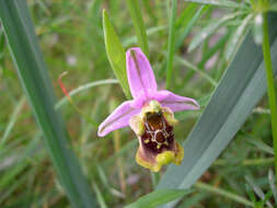 Image of late spider-orchid