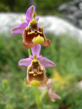 Image of late spider-orchid