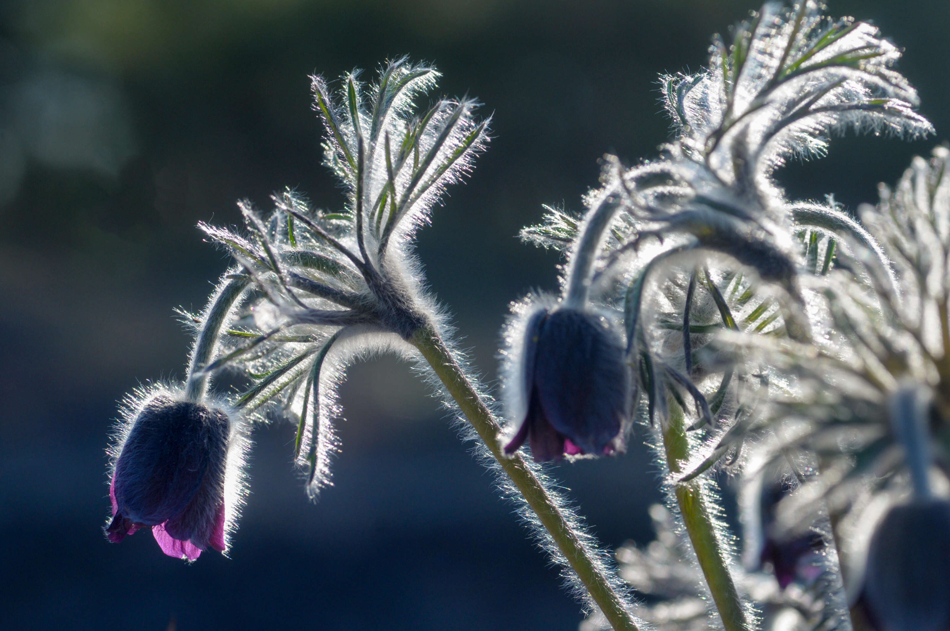 Image of Small Pasque Flower
